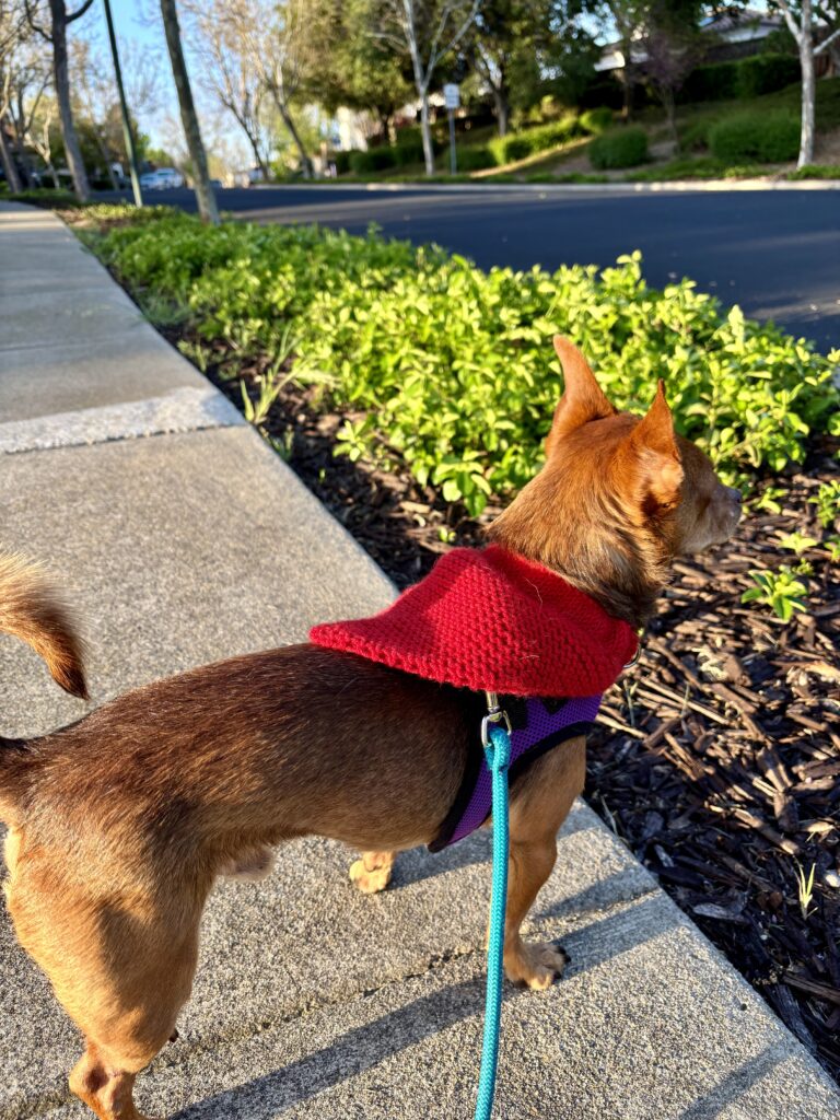 Sweater knit bandana for dog